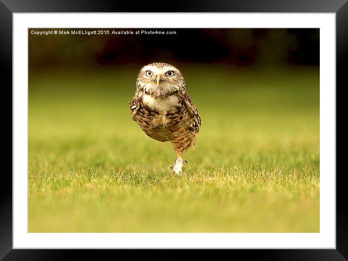  Burrowing Owl on the march left foot forward Framed Mounted Print by Mark McElligott