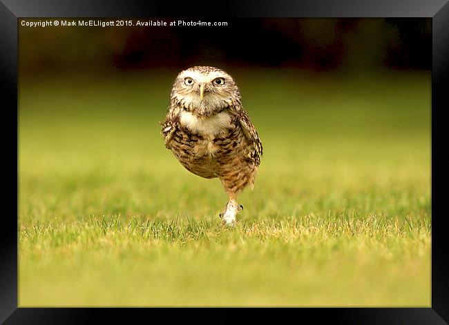  Burrowing Owl on the march left foot forward Framed Print by Mark McElligott