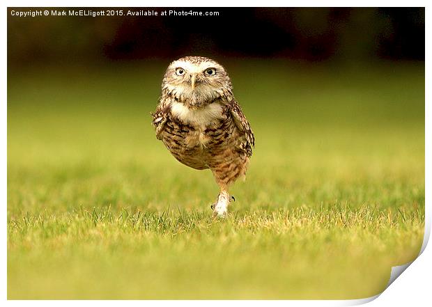  Burrowing Owl on the march left foot forward Print by Mark McElligott