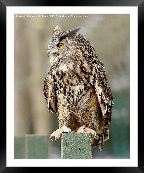 Eagle Owl  Framed Mounted Print by Mark McElligott