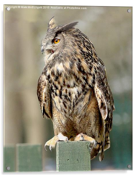 Eagle Owl  Acrylic by Mark McElligott