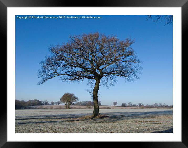  Oak in Hoar Frost with Blue Sky in the Chilterns Framed Mounted Print by Elizabeth Debenham