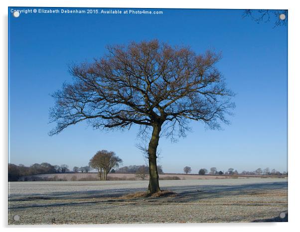  Oak in Hoar Frost with Blue Sky in the Chilterns Acrylic by Elizabeth Debenham