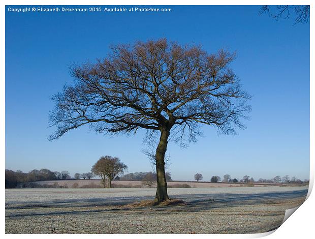  Oak in Hoar Frost with Blue Sky in the Chilterns Print by Elizabeth Debenham