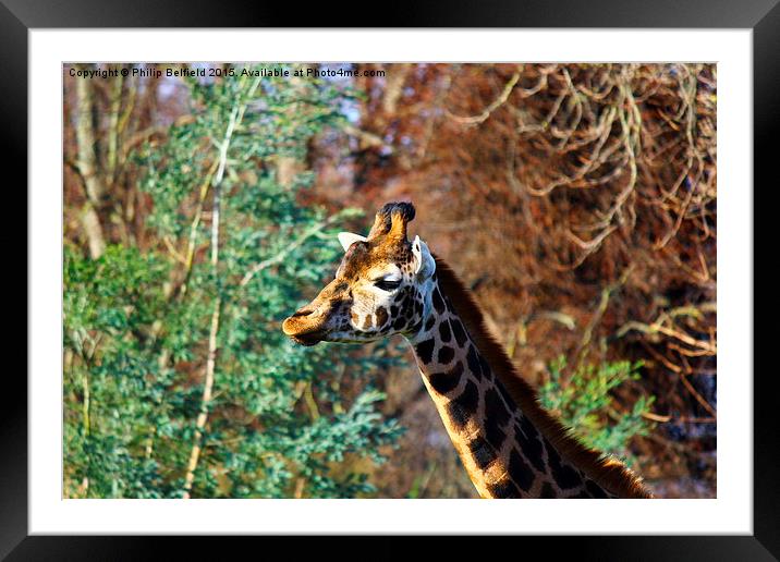  Sticking your neck out Framed Mounted Print by Philip Belfield