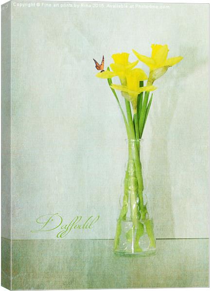  Daffodil Canvas Print by Fine art by Rina