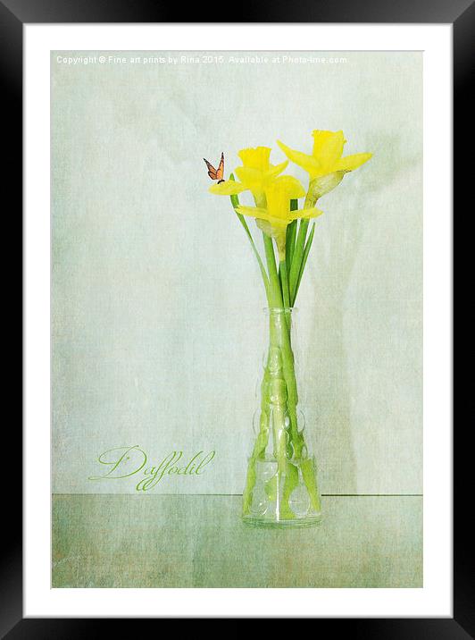  Daffodil Framed Mounted Print by Fine art by Rina