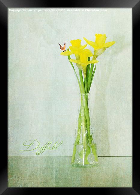  Daffodil Framed Print by Fine art by Rina