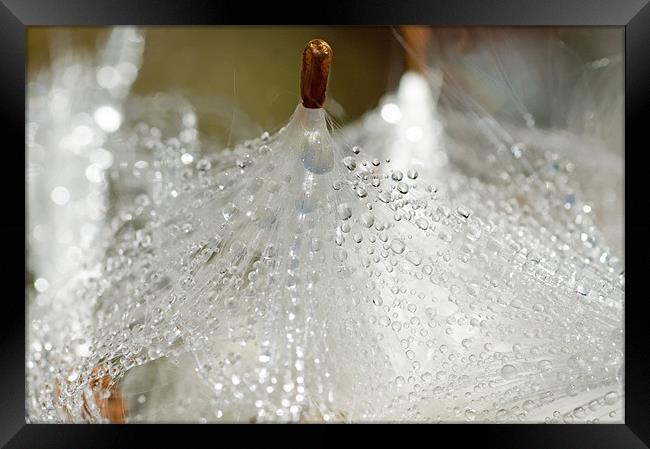 Dew on Milkweed Framed Print by Mary Lane