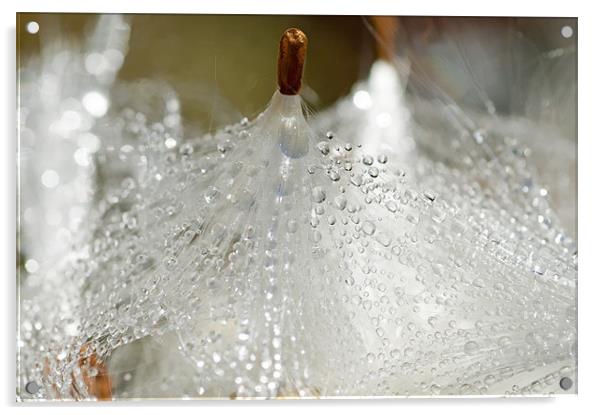 Dew on Milkweed Acrylic by Mary Lane