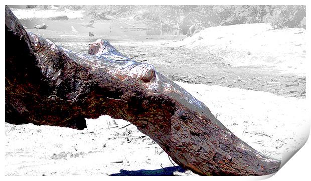 Snarled Tree Limb  Print by james balzano, jr.