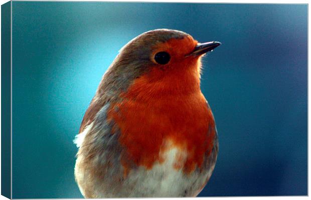  Brave little robin Canvas Print by carin severn