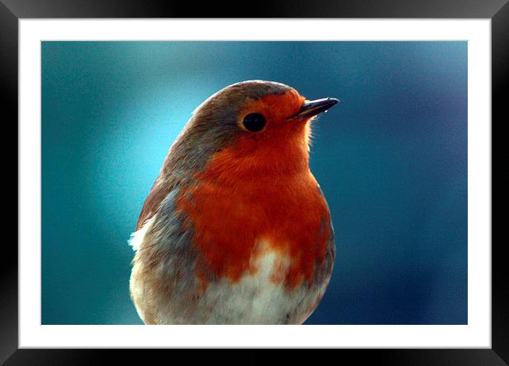  Brave little robin Framed Mounted Print by carin severn
