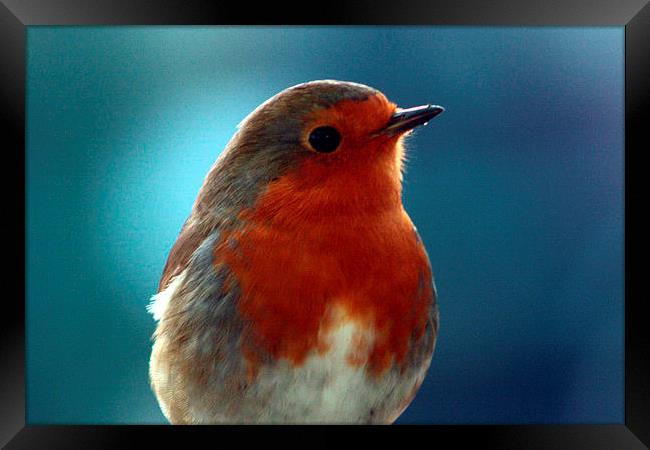  Brave little robin Framed Print by carin severn