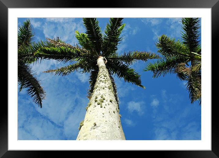 Palm Trees Framed Mounted Print by Mary Lane