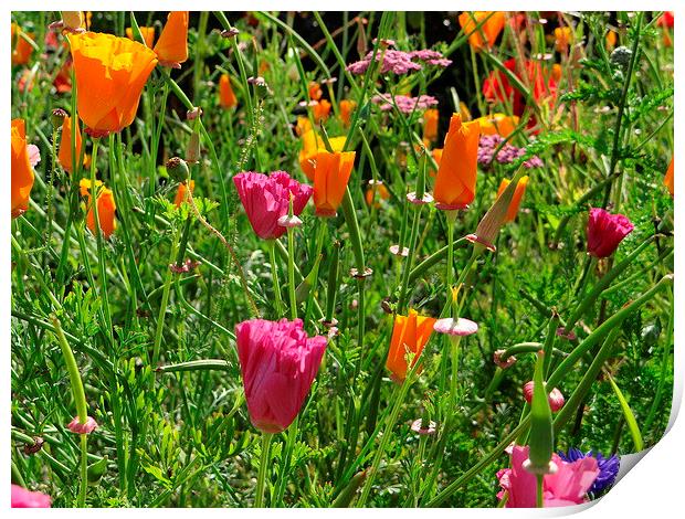 Allotment Flowers  Print by ian jackson