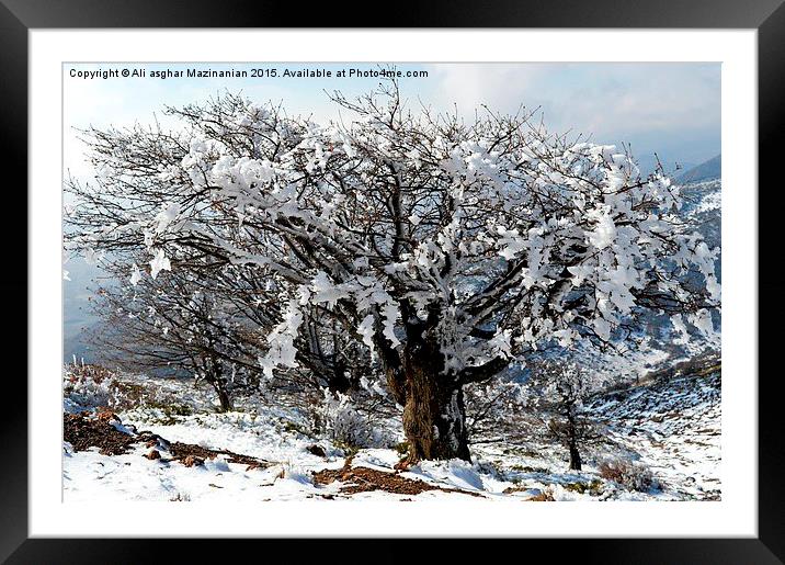 Beautiful iced trees, Framed Mounted Print by Ali asghar Mazinanian