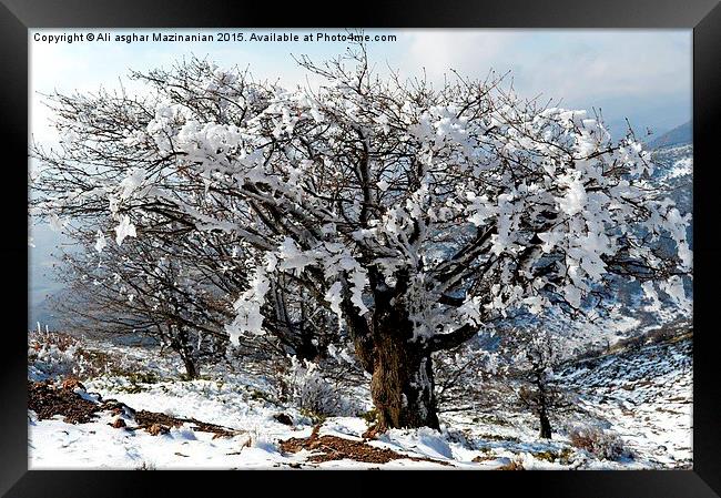 Beautiful iced trees, Framed Print by Ali asghar Mazinanian