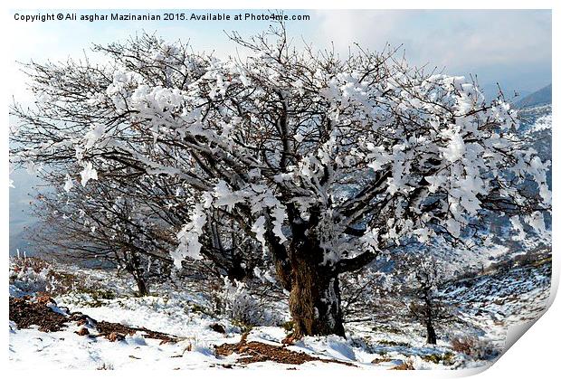 Beautiful iced trees, Print by Ali asghar Mazinanian