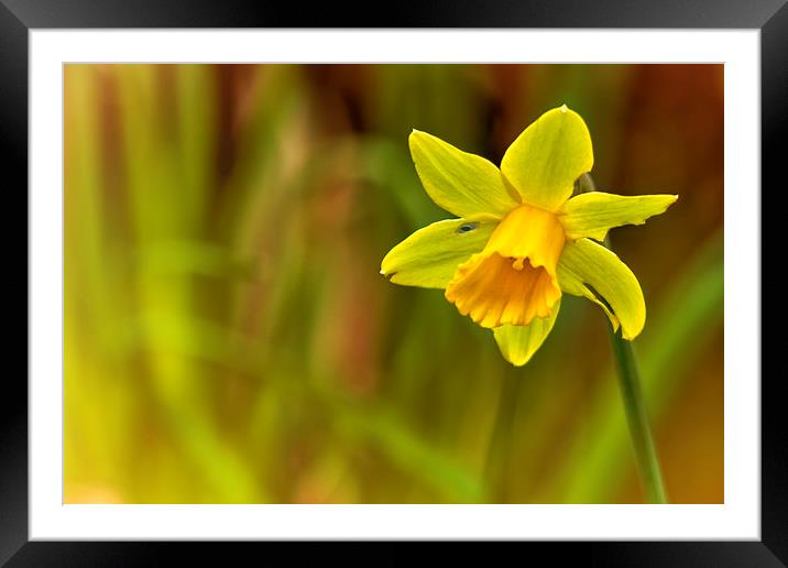 Daffodil Framed Mounted Print by Belinda Greb