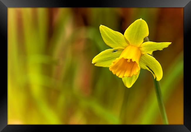  Daffodil Framed Print by Belinda Greb