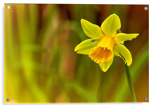  Daffodil Acrylic by Belinda Greb