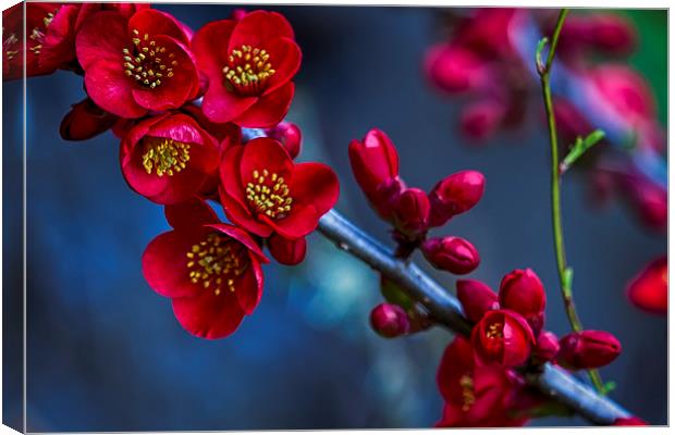  Red Flowering Quince Canvas Print by Belinda Greb
