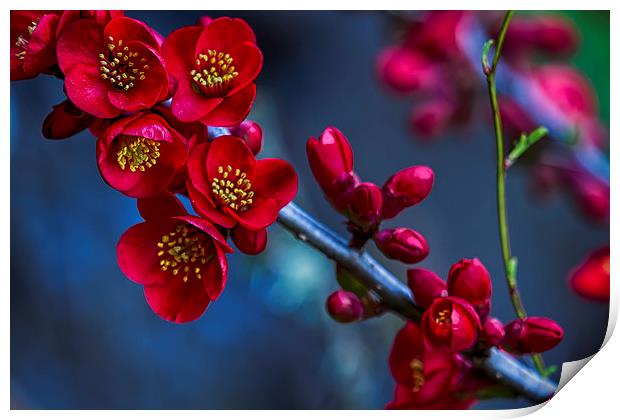  Red Flowering Quince Print by Belinda Greb