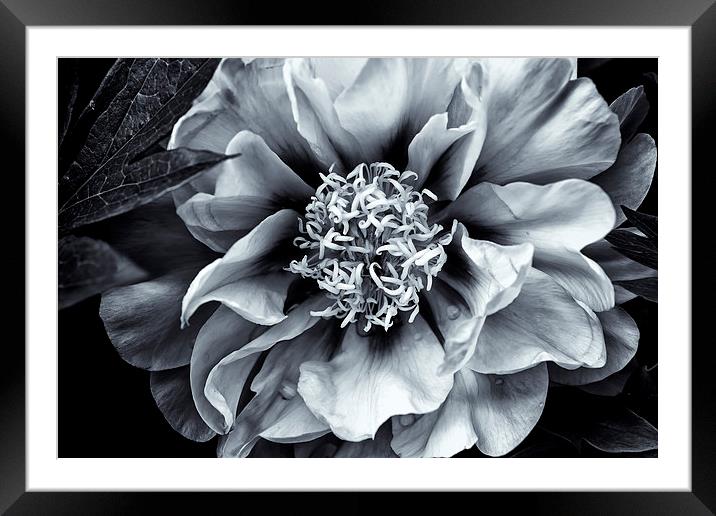  Flirt - BW Framed Mounted Print by Belinda Greb