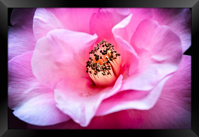  Camellia Blush Framed Print by Belinda Greb