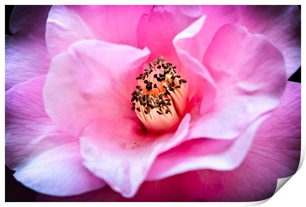  Camellia Blush Print by Belinda Greb