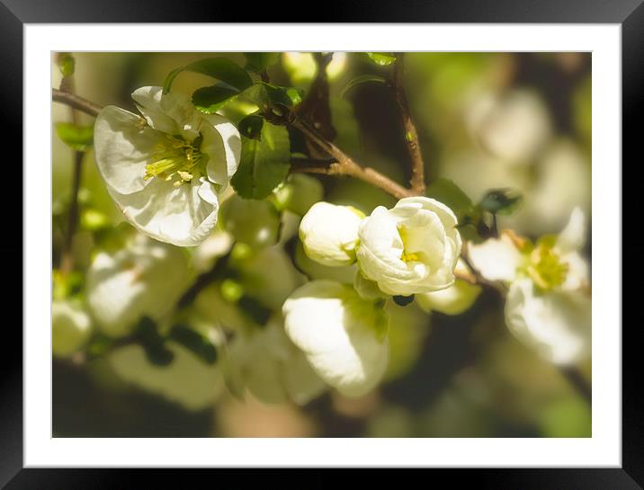 White Quince  Framed Mounted Print by Belinda Greb