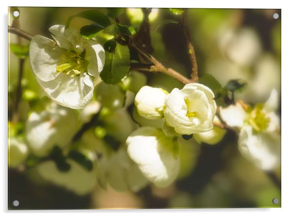 White Quince  Acrylic by Belinda Greb