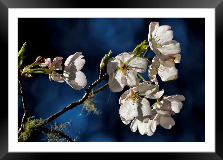  Pear Blossom No. 1 Framed Mounted Print by Belinda Greb