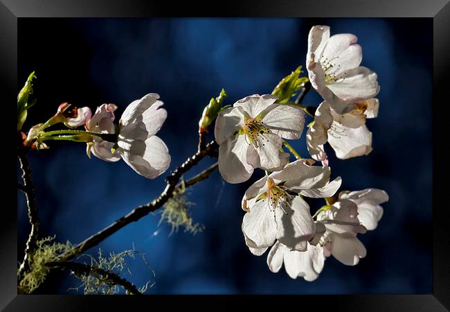  Pear Blossom No. 1 Framed Print by Belinda Greb