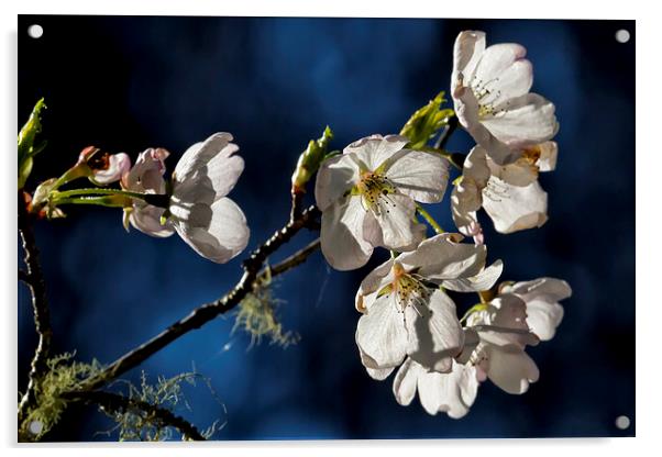  Pear Blossom No. 1 Acrylic by Belinda Greb