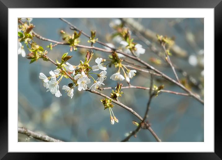  Pear Blossom No. 2 Framed Mounted Print by Belinda Greb
