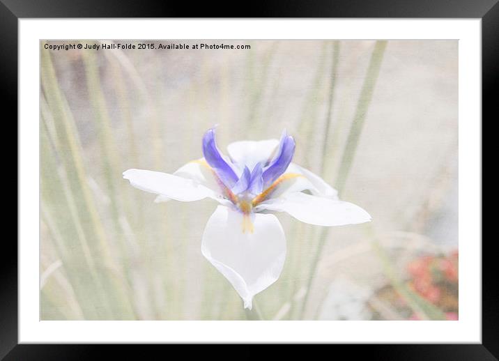  Iris Framed Mounted Print by Judy Hall-Folde