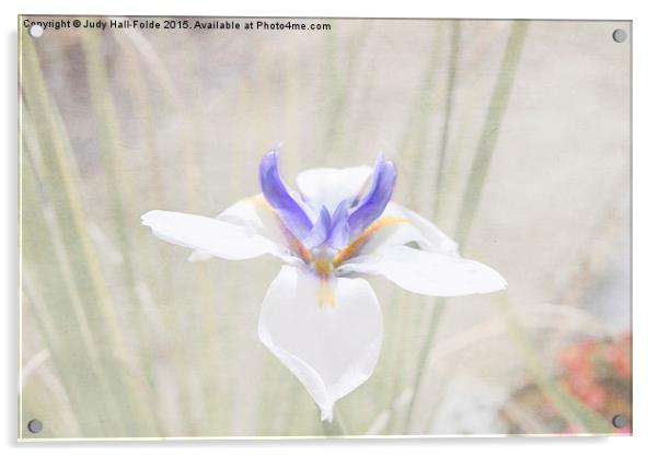  Iris Acrylic by Judy Hall-Folde