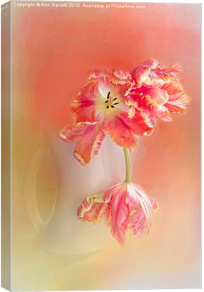 Soft Parrot Tulips Canvas Print by Ann Garrett