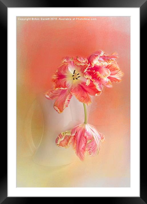 Soft Parrot Tulips Framed Mounted Print by Ann Garrett