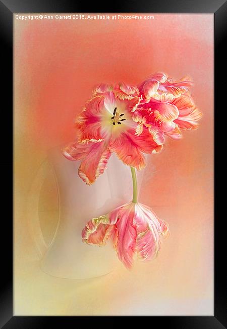 Soft Parrot Tulips Framed Print by Ann Garrett