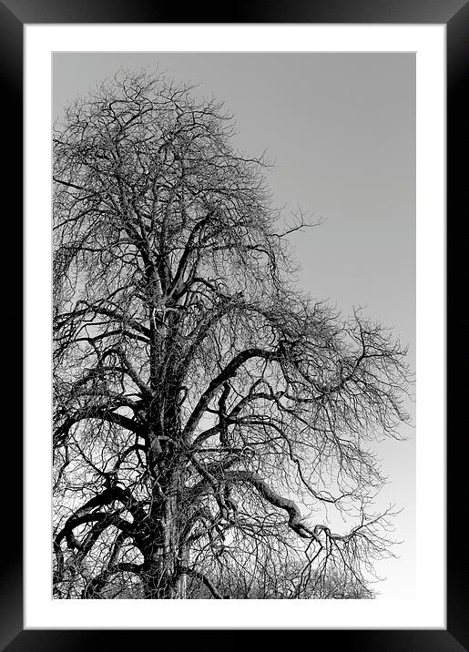 Tree Framed Mounted Print by Andy McDonald