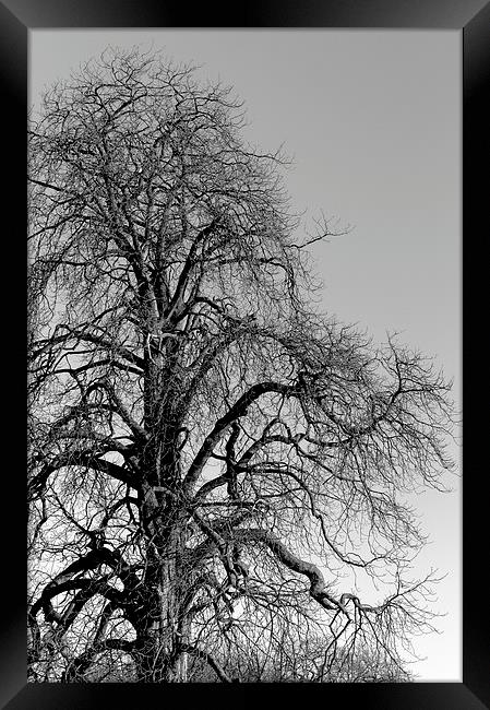  Tree Framed Print by Andy McDonald
