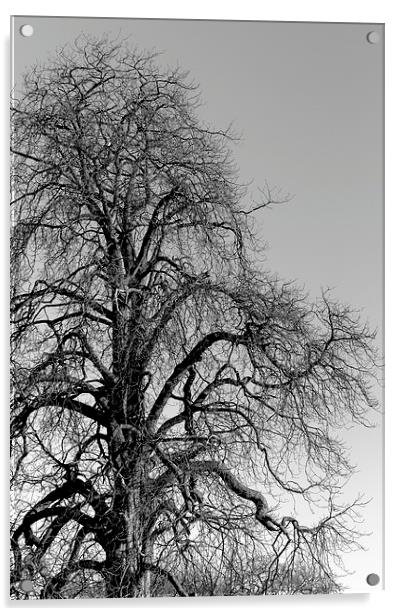  Tree Acrylic by Andy McDonald