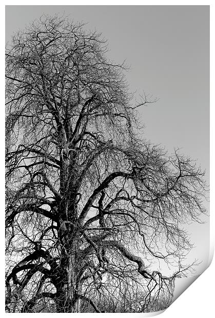  Tree Print by Andy McDonald
