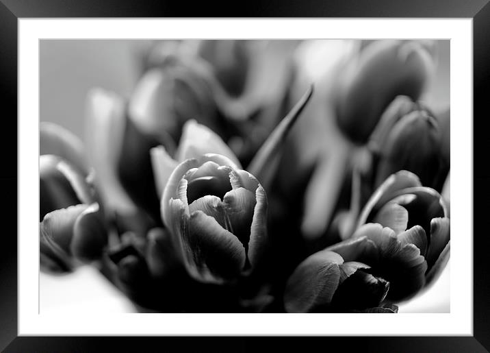  Tulips Framed Mounted Print by Andy McDonald