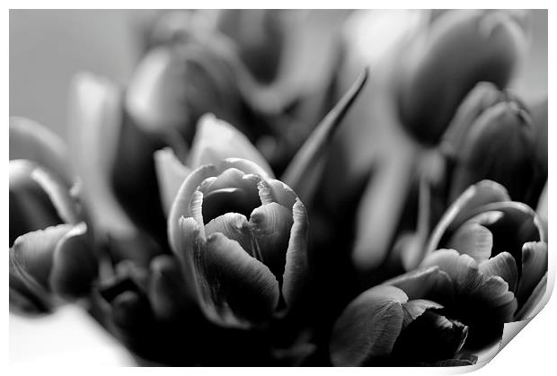  Tulips Print by Andy McDonald