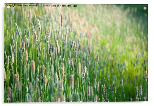  June meadow grasses Acrylic by Andrew Kearton