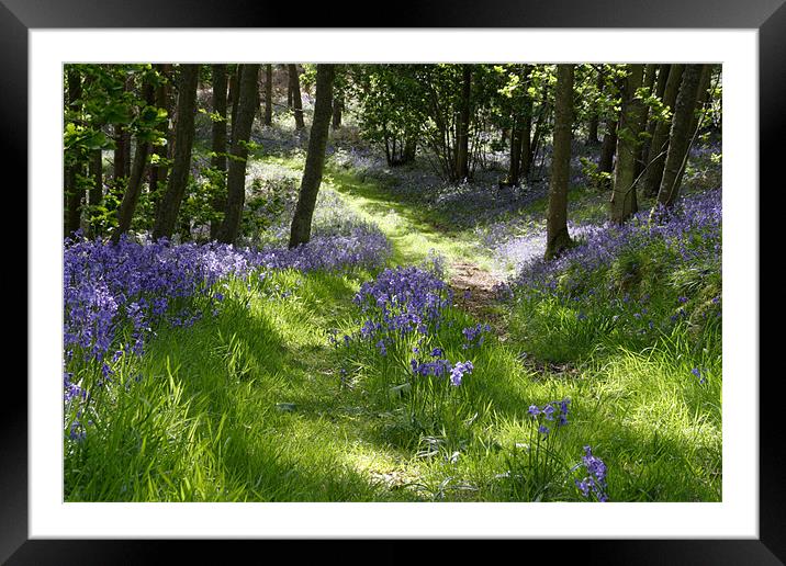 Bluebell Path Framed Mounted Print by Gail Johnson